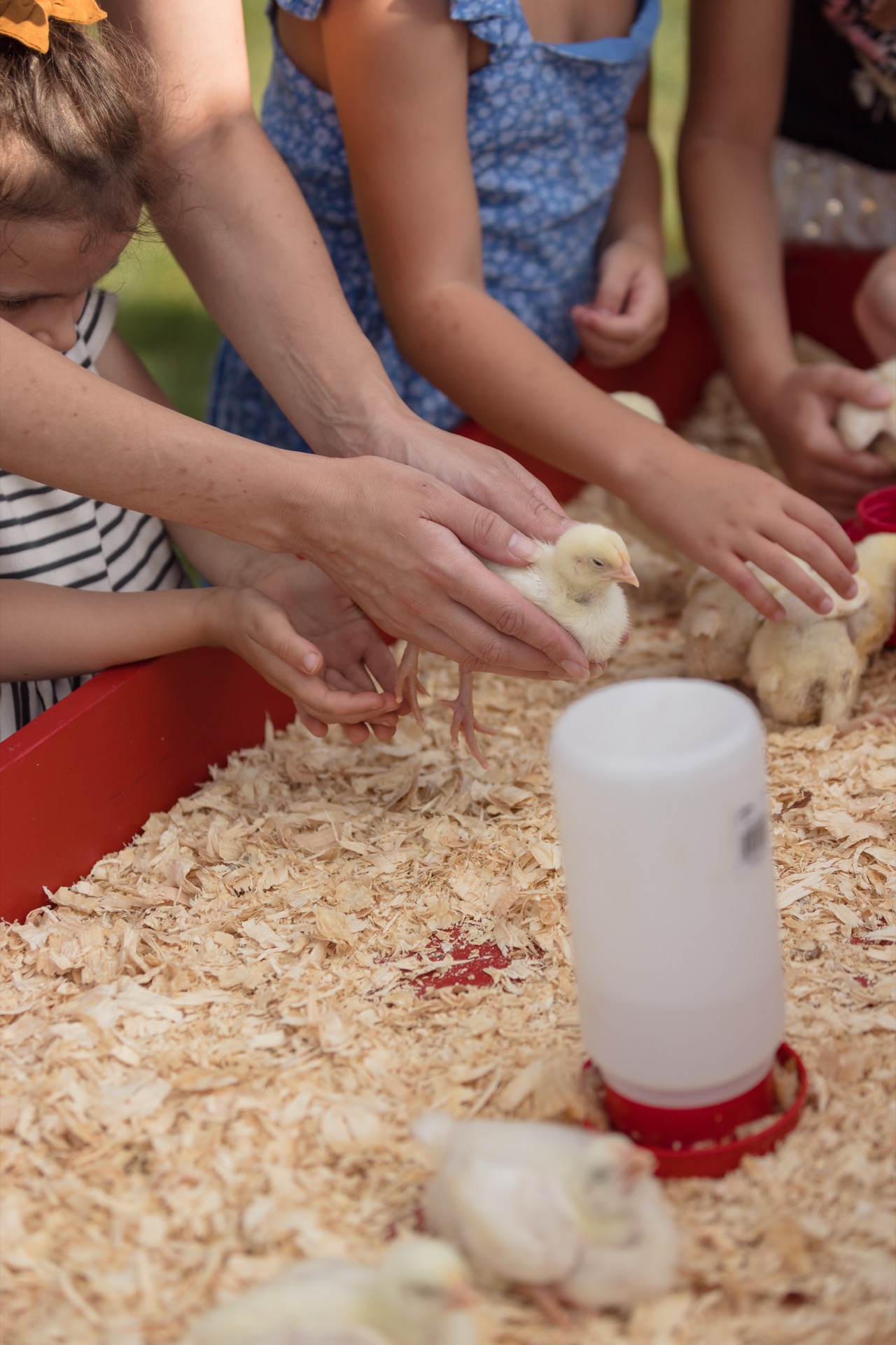 Community picnic event photography Michigan